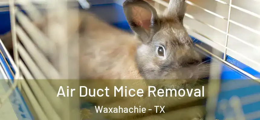  Air Duct Mice Removal Waxahachie - TX